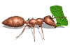 formiche animate